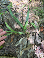 Carex flaccosperma