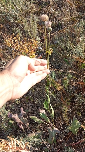 Klasea radiata, photograph 3