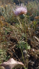 Klasea radiata, photograph author not stated, no rights reserved