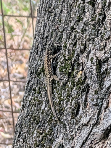 Common Wall Lizard