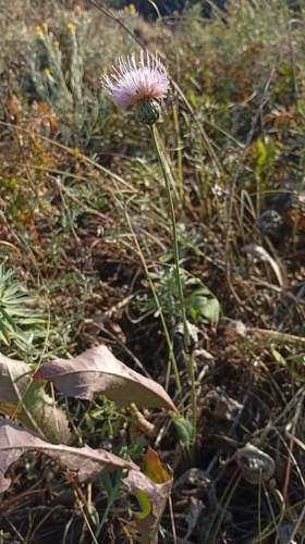 Klasea radiata, photograph 5