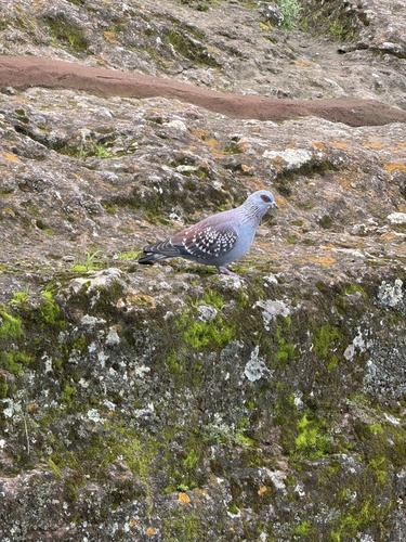 Speckled Pigeon