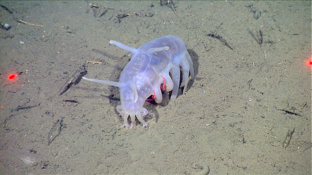 deep sea cucumber