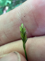 Carex leptalea, photograph author not stated, no rights reserved
