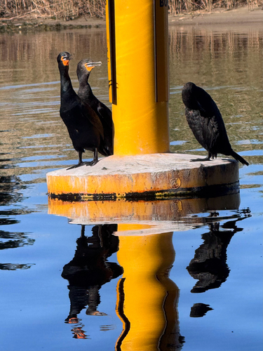 iNaturalist image