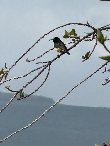 Variable Sunbird