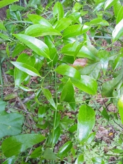 Smilax smallii