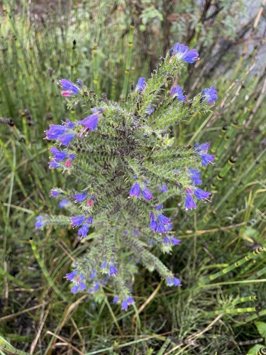 viper's-bugloss