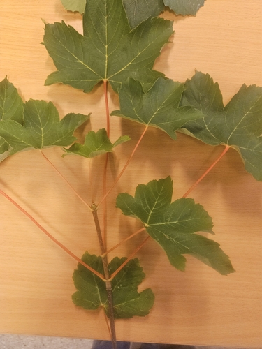 sycamore maple