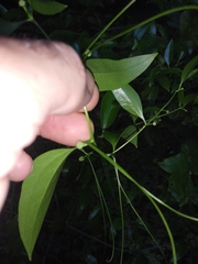 Smilax smallii