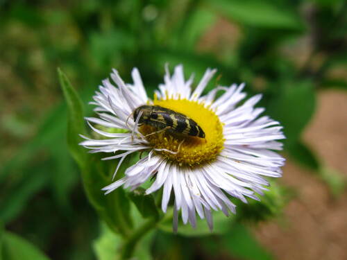 Acmaeodera mixta