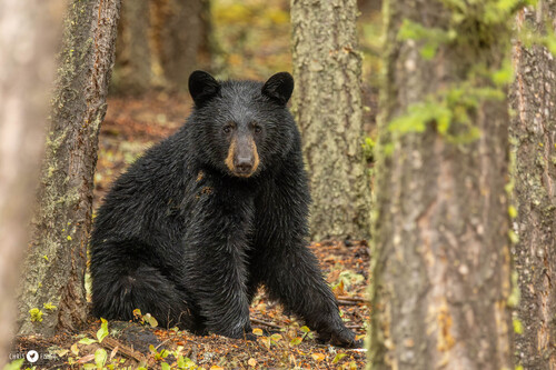 Black Bear sighting near East Kootenay