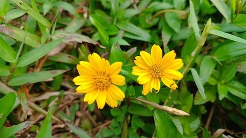 Sphagneticola trilobata