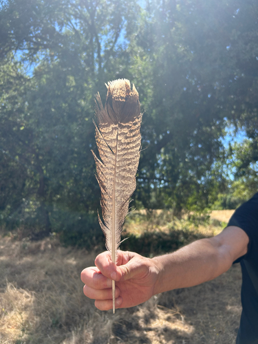 Wild Turkey