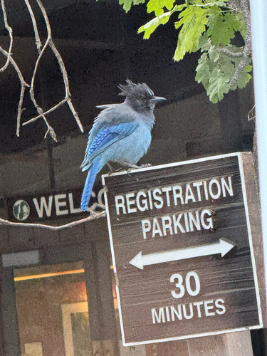 iNaturalist observation photo of Steller's Jay