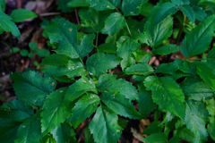 Angelica californica