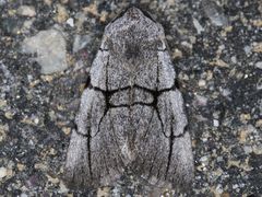 Sympistis ragani