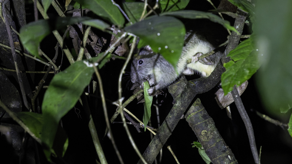 Koopman's Peleng Island Rat