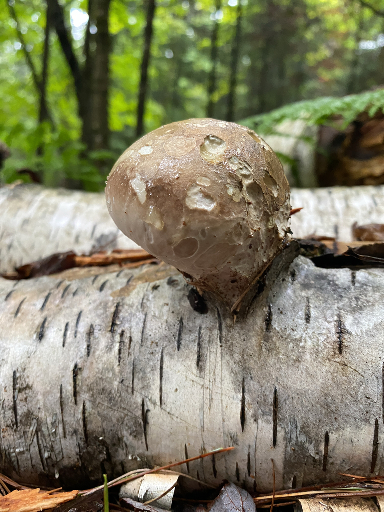 birch polypore · August 2026 · photo: Photo: (c) Abby Ciona, some rights reserved (CC BY) · iNaturalist