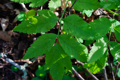 Angelica californica