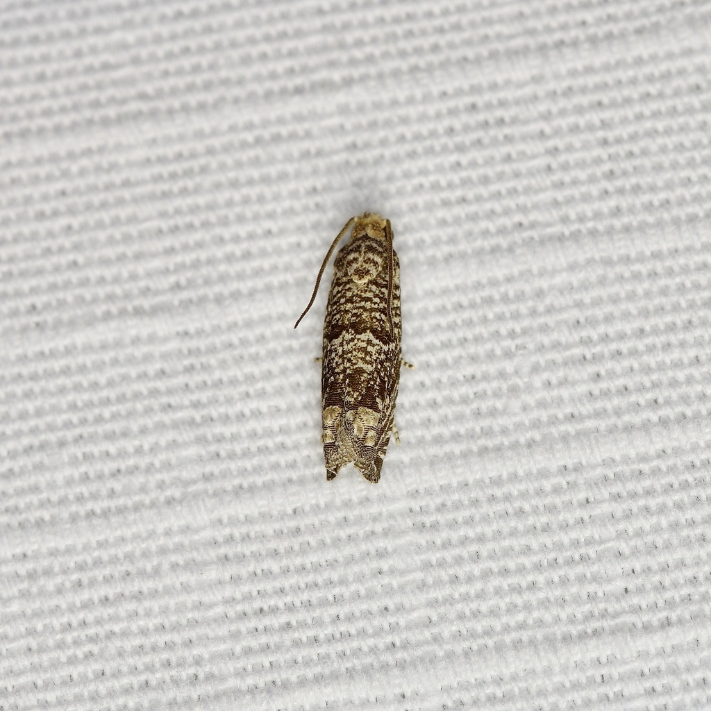 Pelochrista olivacea