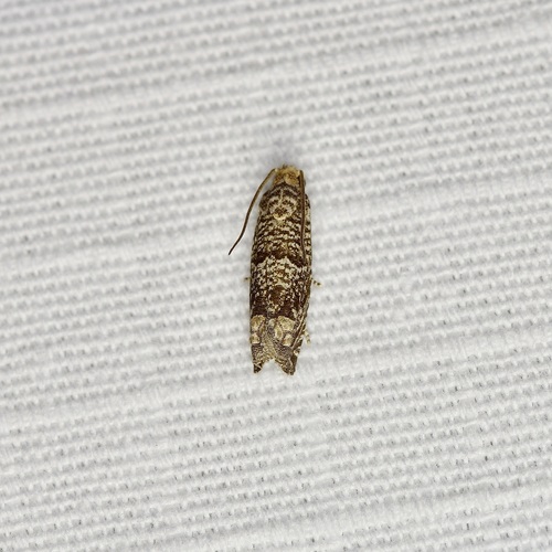Pelochrista olivacea