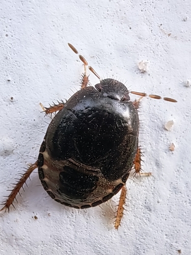 Macroscytus brunneus