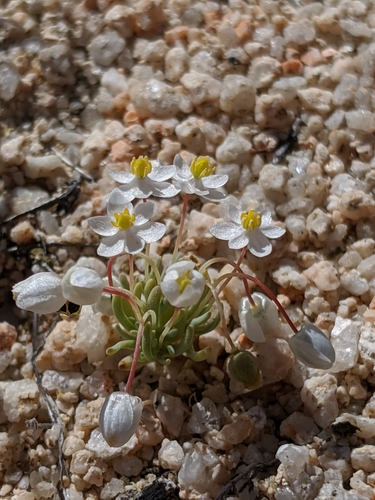Image of Canbya candida by no rights reserved