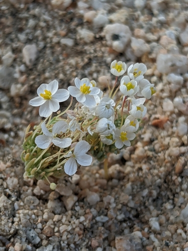 Image of White Pygmy-Poppy (Canbya candida) by no rights reserved