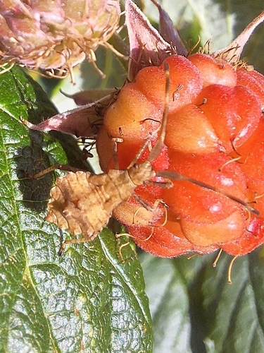 Coreus marginatus