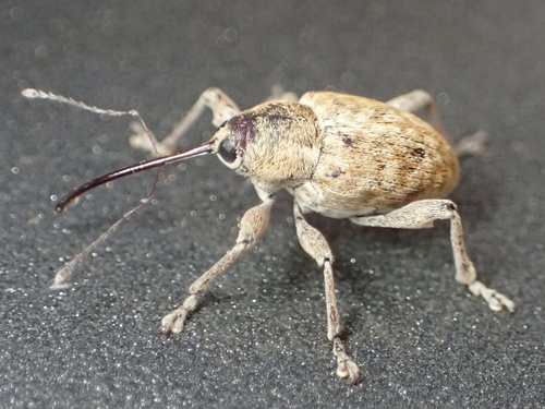 California Acorn Weevil photo 3