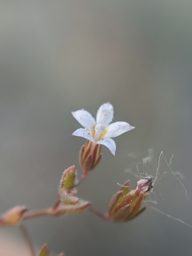 Image of Nemacladus breviflorus by no rights reserved