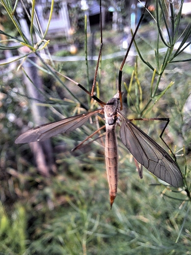 Tipula