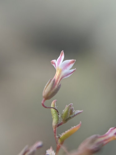 Image of Nemacladus breviflorus by no rights reserved