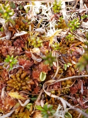 Pinguicula villosa