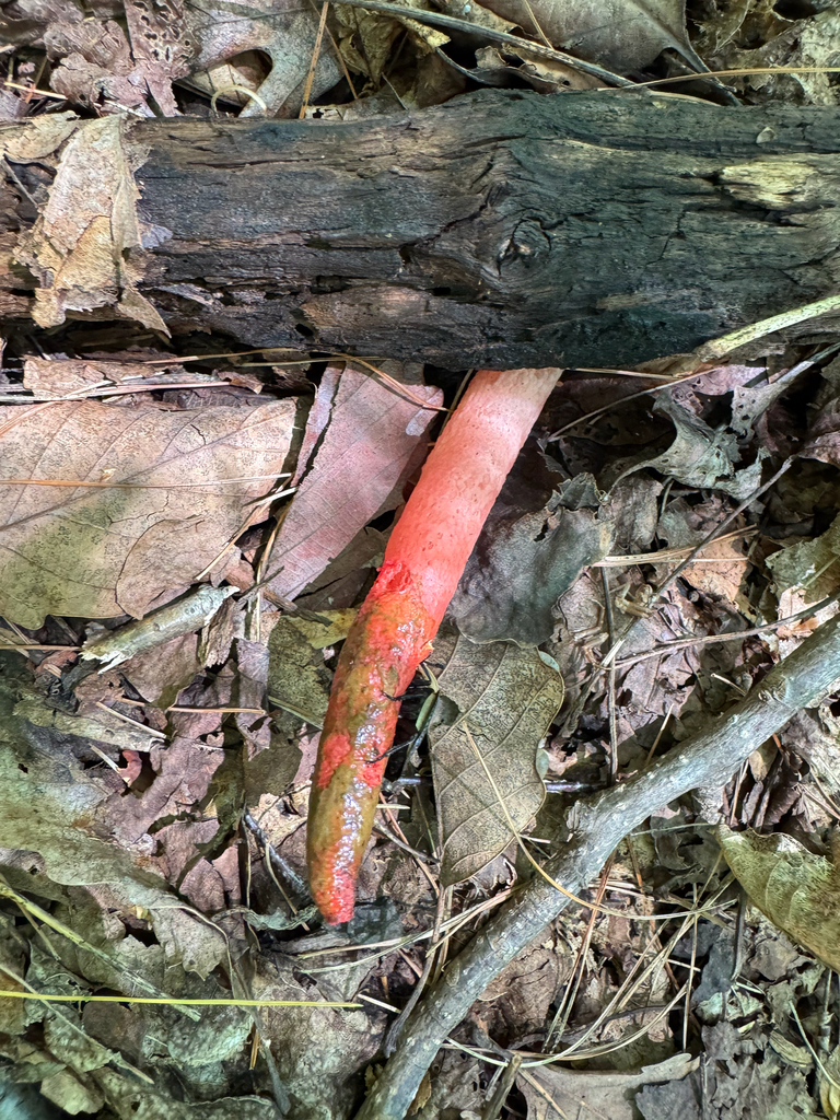 devil's dipstick · August 2026 · photo: Photo: (c) Jeff Clark, some rights reserved (CC BY) · iNaturalist