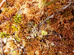 Pinguicula villosa