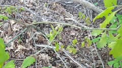 Dryocosmus quercuspalustris