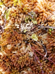 Pinguicula villosa