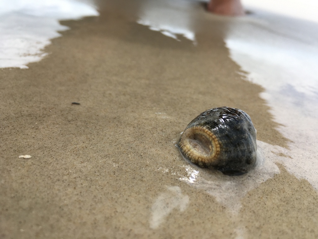 Minyadidae