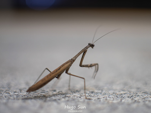 Asian Jumping Mantis