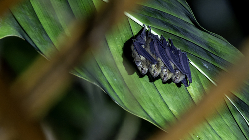 Dark Sheath-tailed Bat