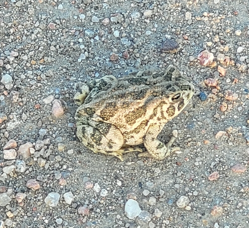Great Plains Toad
