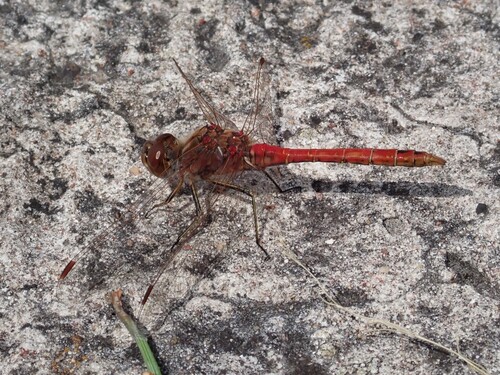 Vagrant Darter