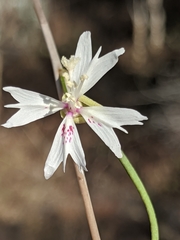 Clarkia xantiana parviflora