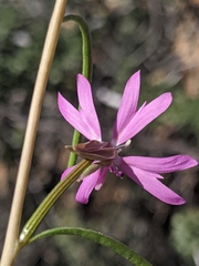 Clarkia xantiana parviflora