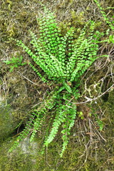 Asplenium trichomanes trichomanes