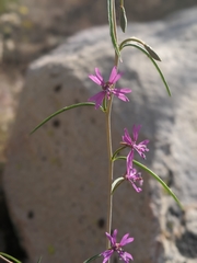 Clarkia xantiana parviflora