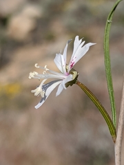 Clarkia xantiana parviflora