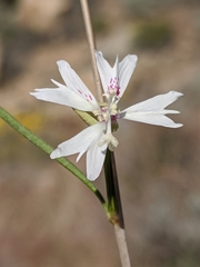 Clarkia xantiana parviflora